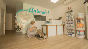 Animals! Serveis Veterinaris