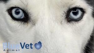 Bluevet Clínica Veterinaria