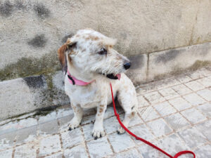 Canicat Centro Veterinario