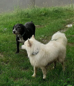 Centre Veterinari Antoni Triola