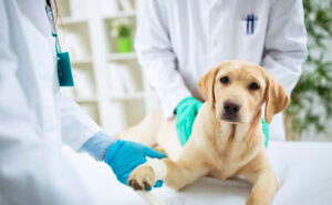 Centro Clínico Veterinario San Ignacio