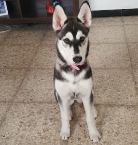 Centro Veterinario De Lanzarote