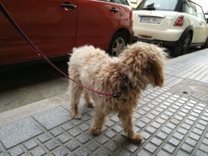 Centro Veterinario El Perro Andaluz