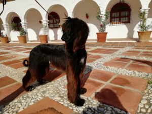 Centro Veterinario Fuengirola Pueblo López