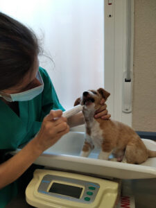 Centro Veterinario Fuensalida