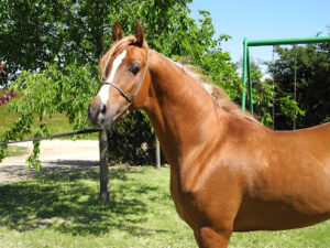 Centro Veterinario Horche