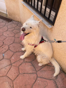 Centro Veterinario Las Platerías