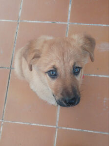 Centro Veterinario Mervet Valle De Mena