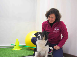 Centro Veterinario Rehabilitación Y Acupuntura Veterinaria Reivet