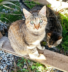 Centro Veterinario San Antonio