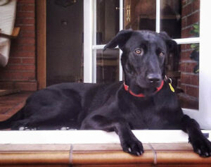 Centro Veterinario Torrejon Del Rey