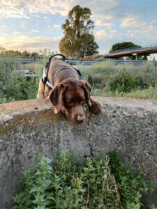 Centro Veterinario Virgen De Las Nieves