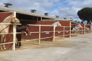 Clínica Equina Olmedo