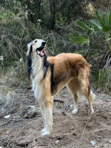 Clínica Veterinaria Almijara