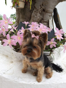 Clínica Veterinaria Díaz De La Cebosa