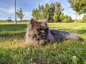 Clínica Veterinaria Gamonal