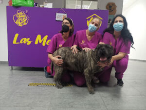 Clínica Veterinaria Las Medianias Ii