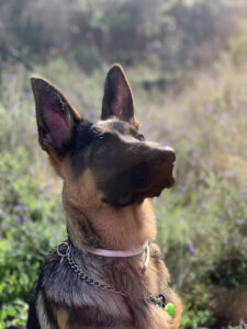 Clínica Veterinaria Málaga