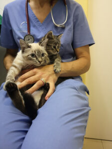 Clínica Veterinaria María J. Cabeza