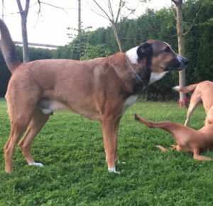 Clínica Veterinaria Mascotas