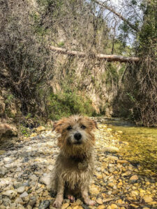 Clínica Veterinaria Nerja