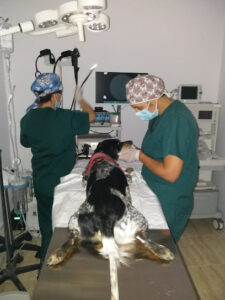 Clínica Veterinaria Ondara Nextvet Urgencias