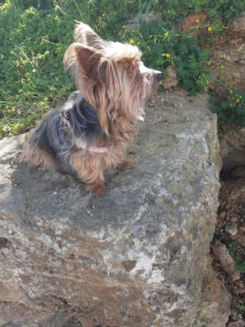 Clínica Veterinaria Parque