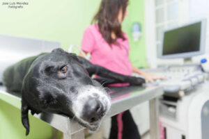 Clínica Veterinaria Parque San Benito