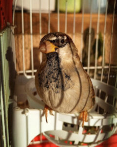 Clínica Veterinaria Plumas