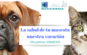 Clínica Veterinaria Recuerda