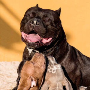 Clínica Veterinaria San Fernando