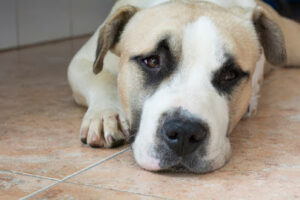 Clínica Veterinaria Sant Vicent