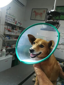 Clínica Veterinaria Santa Fe