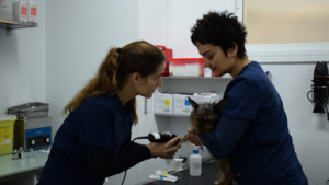 Clínica Veterinària Solvet