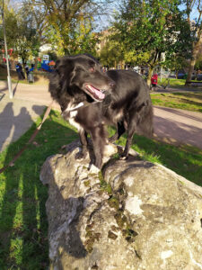 Clínica Yedra Veterinaria