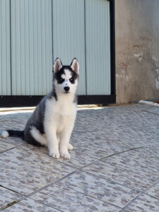 Consultorio Veterinario El Casar