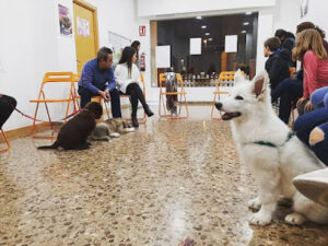 Etovet Castelló - Etologia Veterinaria