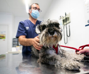 Hospital Veterinari De Lleida