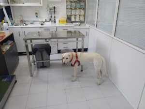 Hospital Veterinari Martorell