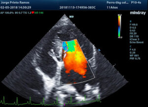 Medcardiovet