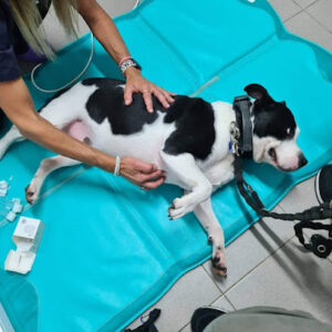 Rehabilitación Veterinaria Tenerife