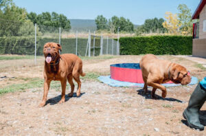 Residencia Canina Nanclares