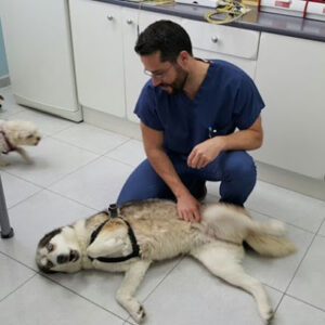 Urgencias Veterinarias Lanzarote