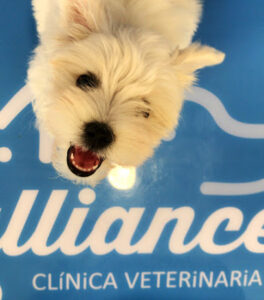 Vetalliance Clínica Veterinaria