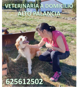 Veterinaria A Domicilio Alto Palancia -Viver