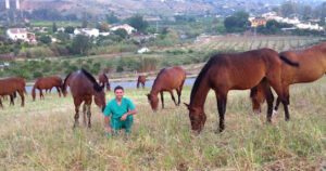 Veterinario De Caballos Jose Maria Romero