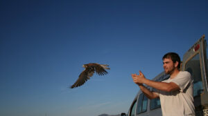 Veterinario Del águila (Gestión De Fauna Urbana Y Silvestre)