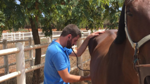 Veterinario Equino Mallorca Arnau Arbona