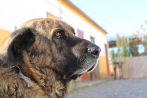 Veterinario GóJar. El Veterinario En Casa