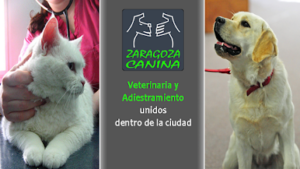 Zaragoza Canina